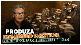 Segredos Revelados Cultivo de Shiitake em Toras para Lucrar com Sua Propriedade Rural [upl. by Weirick]