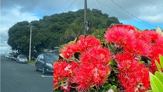 The oldest Pohutukawa tree [upl. by Leaffar447]