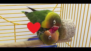 Fischers Lovebird Mating Ritual [upl. by Suelo525]