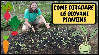 COME TRAPIANTARE delle GIOVANI PIANTINE guida PASSOPASSO  Tutorial Agricoltura e Giardinaggio [upl. by Zeidman]