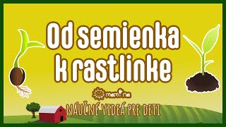 Od semienka k rastline  maminask [upl. by Oos21]