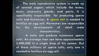 Parts and Function of Male Reproductive System [upl. by Aldwon]