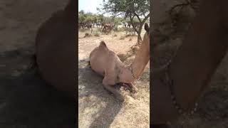 The beautiful camels in the forest [upl. by Nitsid]