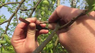 Grafting Persimmon Trees  Saijo to Fuyu cleft graft [upl. by Enoj560]