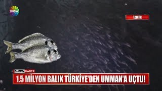 15 Milyon balık Türkiyeden Ummana uçtu [upl. by Aihsercal]