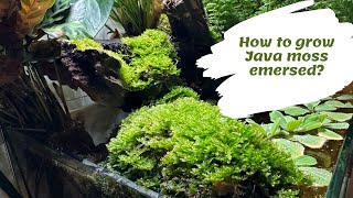 How to grow Java moss emersed [upl. by Clea421]