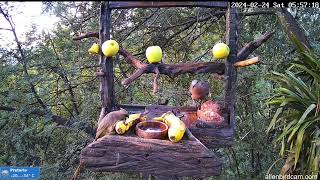 Good morning  Mousebirds Crested barbet Coucal greyheaded bushshrike [upl. by Auhsuj]