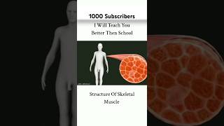 Let me teach you about skeletal structure of a muscle shorts ytshorts science biology [upl. by Sabanrab]