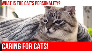 Caring for a Cat in College Understanding Feline Behavior [upl. by Namar]