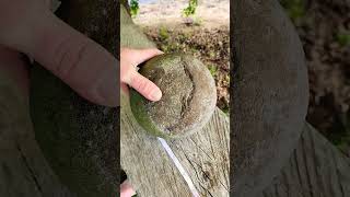 is this a stone cannon ball found in nw oregon coast range [upl. by Goode]