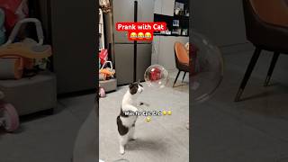 Shocking Cat Prank Gone Wrong 😂🔥 cats shorts youtubeshorts [upl. by Quartus]