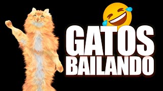 GATOS BAILANDO INCREÍBLE 🤣VIDEO MUY GRACIOSO 😁RISAS [upl. by Ylrae]