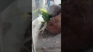 Pequeño Anolis Sagrei devorando un tenebrio [upl. by Aitercul308]