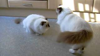 playing birman cats [upl. by Llennehc]