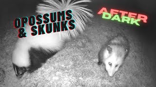 After Dark Mister Skunk and Milo the Opossum Snack Pals [upl. by Puff]