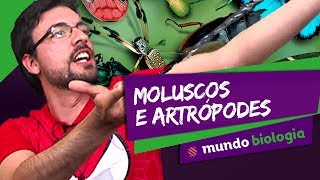 🐍 Zoologia 46 Moluscos e Artrópodes  Biologia  ENEM [upl. by Tound]