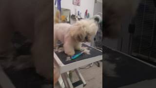 Coupe ciseaux sur chien lhassa apso [upl. by Ecylahs609]