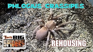 Phlogius crassipes Rehouse Doesnt QUITE go as planned [upl. by Whiffen]