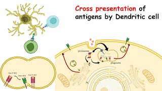 Pus Neutrophils and Antigen Presenting Cells APCs [upl. by Alie117]