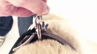 How to Use a Retractable Flexi Leash to Walk Your Dog Petco [upl. by Bria]