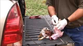 Good Shot amp Bad Shot  Cottontail Rabbit Cleaning [upl. by Ahsitra]