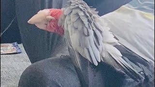 Scratches all dayMya Cockatoo Rosakakadu Kakadu [upl. by Phillie939]