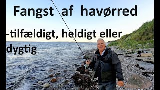 havørred til Benny heldigt tilfældigt eller dygtig [upl. by Mufi542]