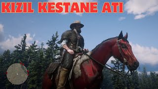 KIZIL KESTANE RENGİ EFSANE ATI YAKALADIK RED ARABİAN HORSE  Red Dead Redemption 2 Türkçe [upl. by Ragde428]