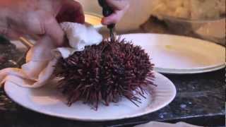 How to make Uni Sashimi Sea Urchin [upl. by Scarlett]