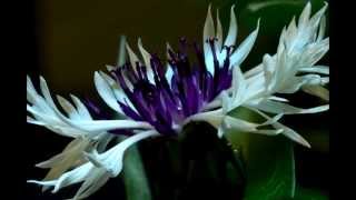 Centaurea Montana Purple Heart flower blooming timelapse [upl. by Dustin]