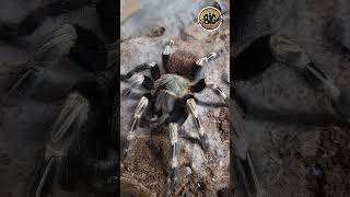 A geniculata vs N chromatus shorts [upl. by Jeunesse]