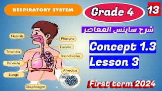 Respiratory System Concept 13Lesson 3 Science grade 4 [upl. by Aisnetroh]