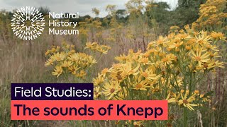 The sound of biodiversity Nature soundscapes at Knepp  Field Studies [upl. by Kristie]