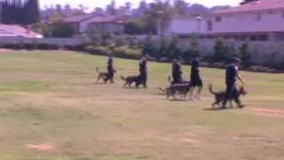 Falco K9 Police Dog Obedience [upl. by Sadonia544]