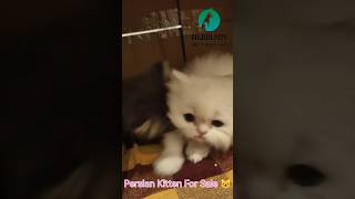 Persian Kitten For Sale 😺 Golden Pets 🐶 Mettupalayam 🐕kitten cat persiancat catlover cats cute [upl. by Normy110]