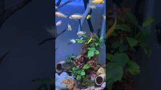 Cichlid fish tank ☝️🥰 tanksetup smallfishes aquarium community plantedtank  Angel77799 [upl. by Bigelow829]