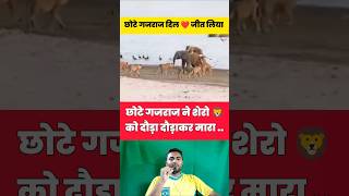 छोटे गजराज 🐘 ने शेरो 🦁 को दौड़ा दौड़ाकर मारा 😂🤯 shorts lion elephant shortvideo viralvideo [upl. by Anaidni]