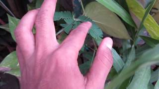 TOUCH ME NOT PLANT IN ACTION AND HOW DOES IT WORKS [upl. by Terryn828]