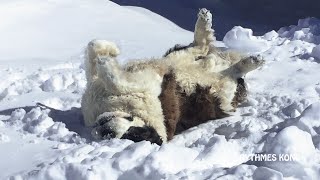 Ours le SaintBernard Par un Bel Hiver [upl. by Myrlene]