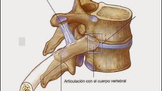 Articulaciones [upl. by Cadmarr]