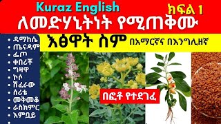 25 Medicinal Plants with their Benefits  Best Medicinal Plants to grow  Plant and Planting [upl. by Maril]