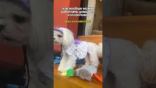 Wb 171338292 идеальная игрушка для вашего питомца ⚽️🐕 animalmemes собака [upl. by Mussman]