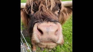 A Snorting Highland Cow Too Cute [upl. by Hagan]