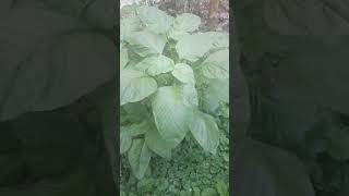 amaranthus viridis [upl. by Nov]