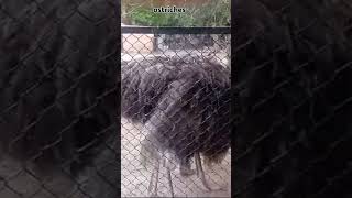 Ostriches viralvideoviralshortyshorts [upl. by Nnair]