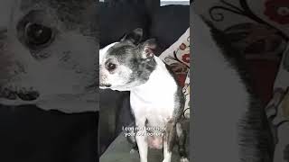 Dog Hates Beep Sound  Pets Translated [upl. by Nava68]