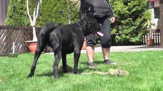 Cane Corso Wurfplanung 2015 Dina amp Zeus [upl. by Yong117]