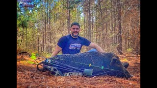 Weak side Saddle Shot with a Recurve Bow Big Hog [upl. by Centeno]