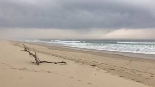 Biscarrosse plage  Les oiseaux [upl. by Neils]