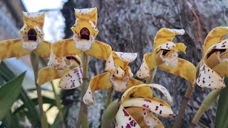 Maxillaria picta orquídea nativa da mata atlântica [upl. by Castorina174]